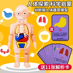人体结构模型医学仿真内脏解剖器官3d可拆卸拼装 躯干儿童科教玩具