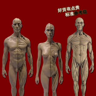 直销绘画参考头骨胸像医学艺用人体肌肉骨骼解剖结构模型美术中性