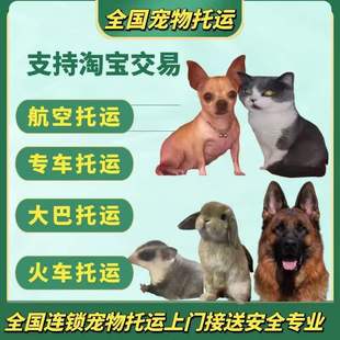 重庆宠物托运 重庆宠物托运公司 重庆宠物托运电话 全国宠物托运