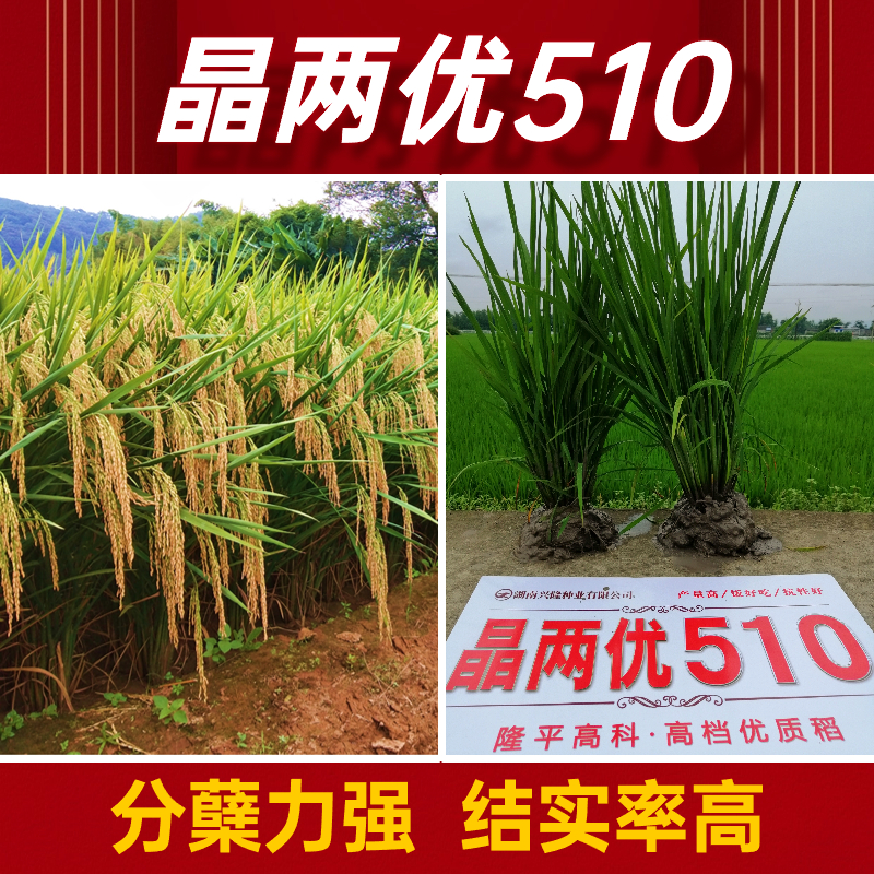 晶两优510水稻新品种图片