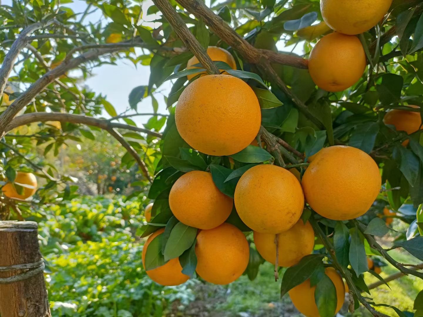 锦蜜冰糖橙品种介绍图片