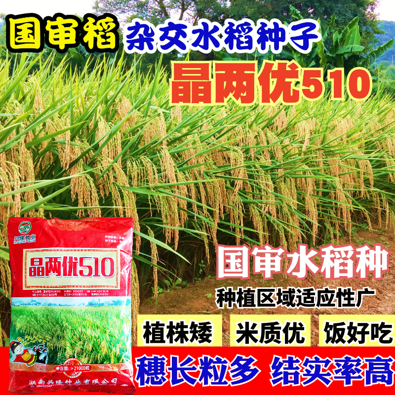 绥粳103水稻种子简介图片