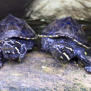 麝香龟深水龟鱼缸混养迷你宠物龟观赏龟蛋龟剃刀龟水产活物小乌龟