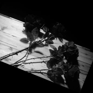新款 假玫瑰花摆拍暗黑色真简约花束拍摄道具花绢花黑玫瑰潮
