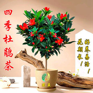 四季 杜鹃红山茶花带花苞四季 开花不断室内盆栽花卉新品 种特惠精选