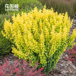花园鳗日本小檗金色灯塔夏日余晖彩叶变色矮灌木花境植物耐寒耐旱