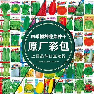 蔬菜种子四季 播种西红柿青菜大白菜小葱黄瓜生菜种籽庭院阳台盆栽