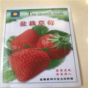 播种奶油草莓室内阳台盆栽冬季 蔬菜花卉水果菜籽 草莓种子四季