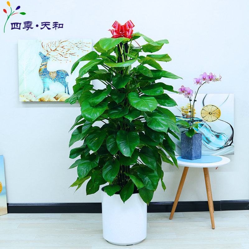 只售北京盆栽中型大绿萝办公室防辐射客厅吸甲醛绿植净化空气植物