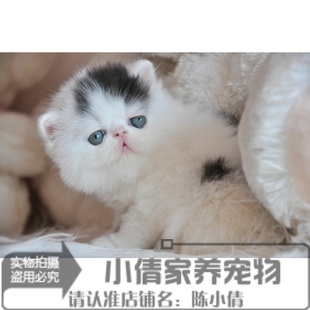 出售黑白色加菲猫幼猫宠物猫纯种异国短毛猫幼猫加菲猫活体幼猫n
