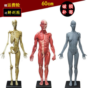60cm雕塑艺用人体肌肉骨骼解剖结构模型美术医用参考绘画中性推荐