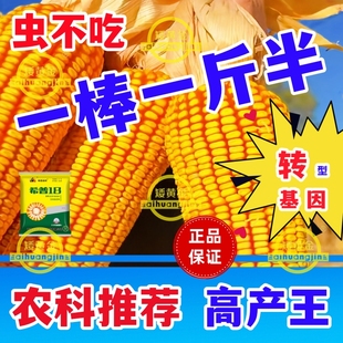 包邮 耐高温不花粒耐旱大田玉米种子高产矮杆大棒饲料兼用好品种
