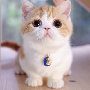 广州猫舍英短蓝猫幼猫纯种蓝白猫美短银渐层加菲猫金吉拉布偶猫咪