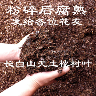 腐熟天然纯橡树叶君子兰专用有机腐叶土腐熟纯松针兰花专用营养土