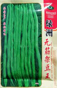 绿洲无筋架豆王种子种籽高产豆种四季 豆寿光豆角芸豆早熟扁豆蔬菜