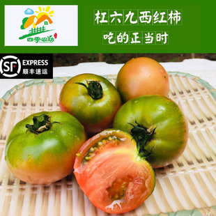 包邮 青岛绿腚老品种杠六九西红柿新鲜水果番茄自然熟69柿子5斤