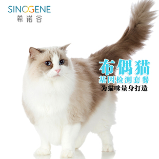 希诺谷布偶缅因加菲豹猫等猫咪品种基因检测套餐转为猫主贴心推荐