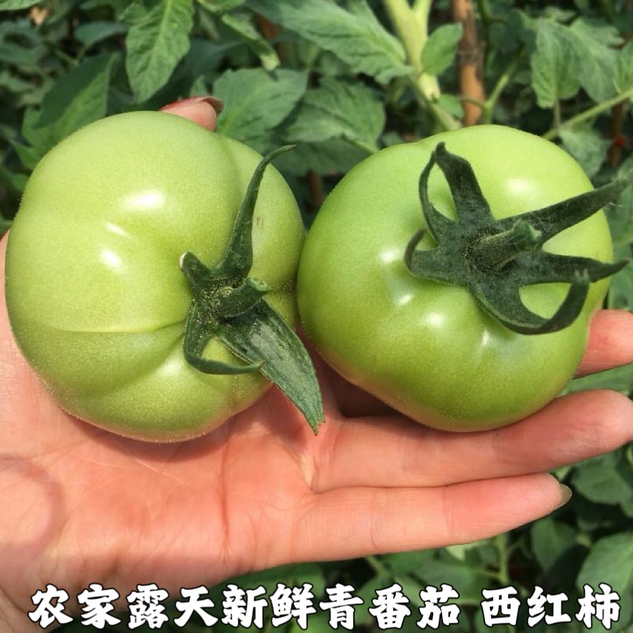 湖北宜昌农家自种露天蔬菜新鲜蔬菜青番茄西红柿青西红柿绿番茄