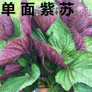 包邮 苗种籽苗双面四季 单面紫苏种子 阳台盆栽食用花蔬菜香草苗孑