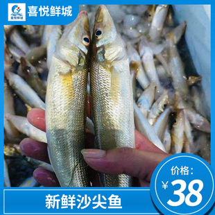 湛江海捕沙丁鱼深海鱼水产鲜活冷冻沙尖鱼沙钻鱼渔船直供500g