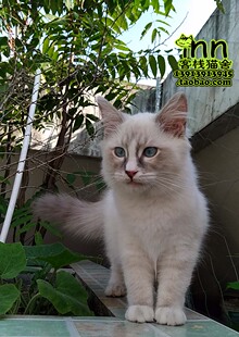 蓝山猫手套布偶猫 布娃娃猫 布拉多尔猫 南京客栈猫舍宠物猫店