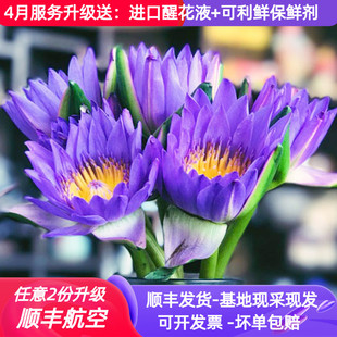 紫色睡莲鲜花花束10支带花苞水养室内云南直发直批昆明花卉市场