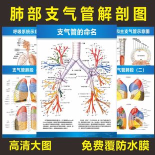 呼吸系统支气管肺部解剖海报解剖图医院科室人体解剖图墙贴海报