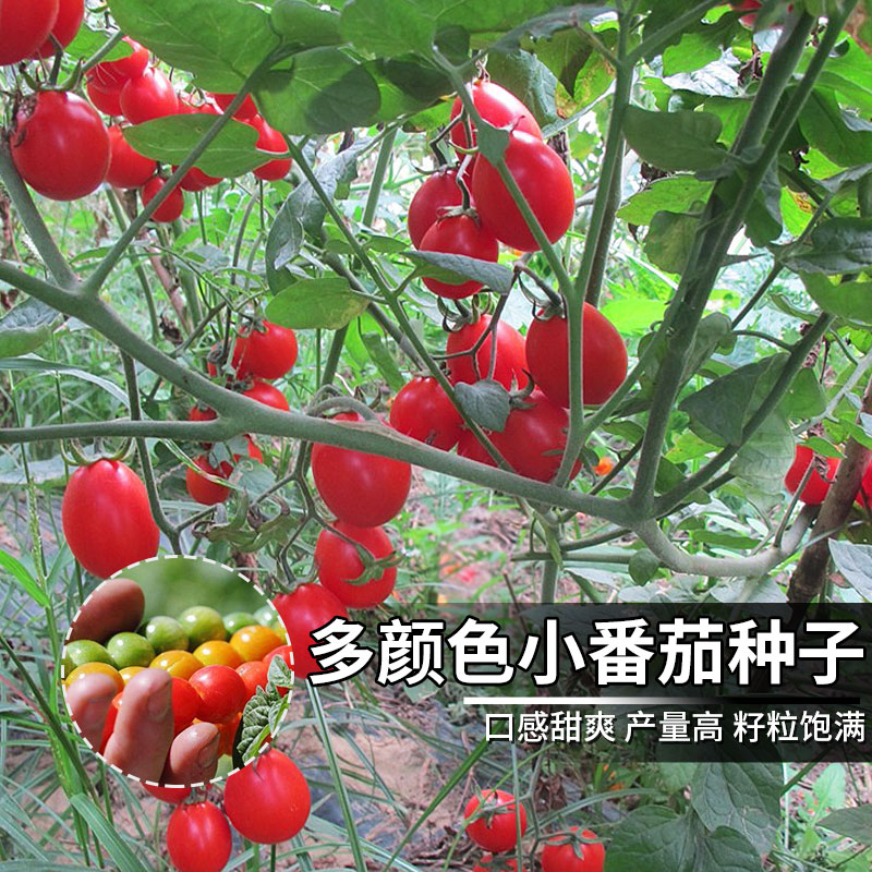 小番茄种子千禧樱桃圣女果种籽四季 春阳台盆栽水果西红柿蔬菜种子
