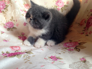 集集名猫 CFA注册猫舍纯种加菲猫 蓝白双色弟弟 新家温州