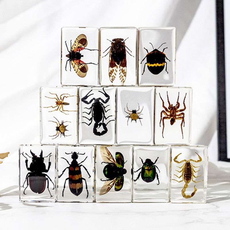 琥珀水晶滴胶树脂真实昆甲虫标本蝴蝶动物书镇玩具工艺摆件小礼物