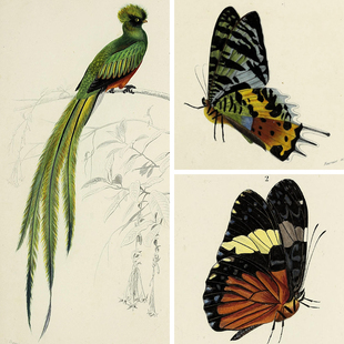 欧美复古飞行动物鸟类蝴蝶植物花卉设计装 饰参考插画JPG图片素材