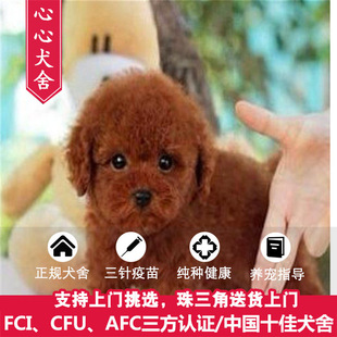 广州犬舍出售纯种泰迪犬 小体型贵宾犬 欢迎上门挑选 支持送货