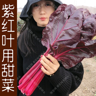 紫红叶用甜菜种子 春夏秋四季 播藜菜蔬菜籽 家庭盆栽菜园易种植孑