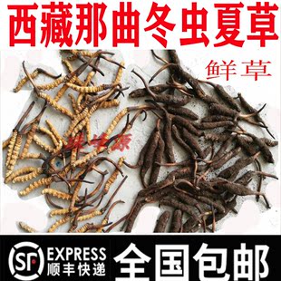 西藏那曲鲜虫草 0.7克 假一偿百 10条350元 冬虫夏草 条