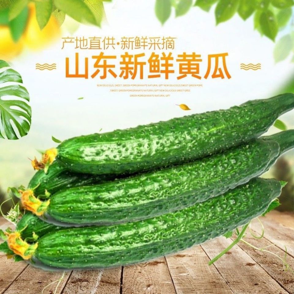 畅销新鲜带刺黄瓜现摘青瓜绿心应季 实令蔬菜可生吃3 10斤一整箱
