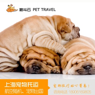 上海国际宠物托运证件全国狗狗猫咪托运服务空运火车大巴运输上门