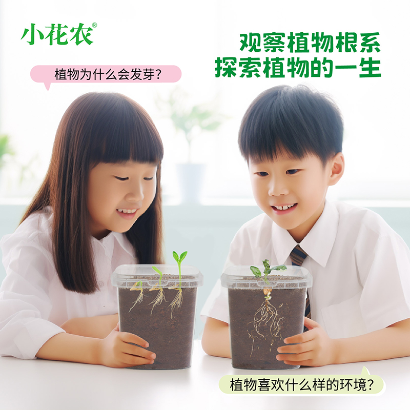 凤仙花种籽套盒小学生科学实验观察指甲花儿童种植小盆栽套装 种子