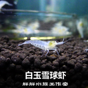 雪球虾观赏虾活体白玉虾米虾除藻工具虾白珍珠米虾水族观赏宠物虾