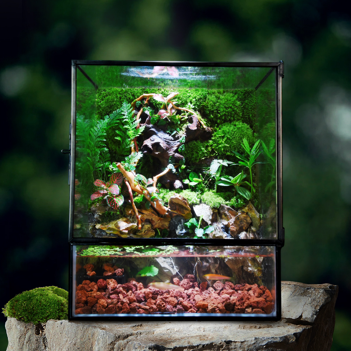 苔藓微景观雨林缸生态瓶桌面绿植创意水陆生态缸植物森林成品造景