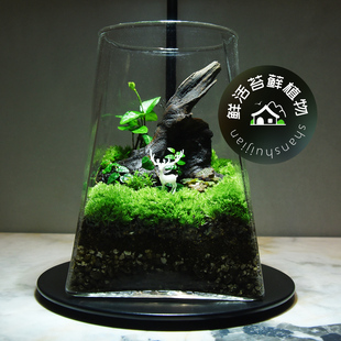 苔藓微景观创意迷你植物桌面小盆栽植物造景生态景观瓶鲜活小青苔