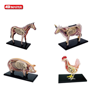aster 鸡牛马猪狗猫模型农场动物解剖拼装 4DM 儿童组装 玩具 模型