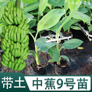 香蕉苗树苗矮化蕉威廉斯B6高产中蕉9号香蕉南方果树苗带土带叶