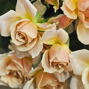 苗八神阳台花园四季 开花玫瑰花苗褐色微香植物 复古色丰花微型月季