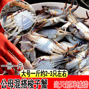 梭子蟹鲜活螃蟹野生海捕特大白蟹公蟹飞蟹1斤约2 3只新鲜海蟹水产