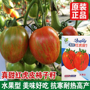 虎皮番茄种子黄柿子花绣球虎皮西红柿种籽四季 特色蔬菜水果孑苗