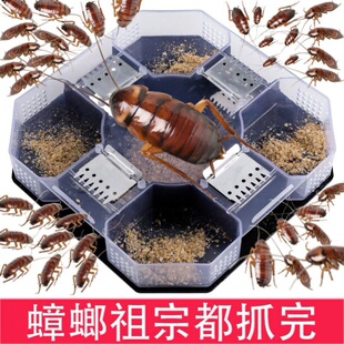 蟑螂盒子超强蟑螂药消灭蟑螂神器屋抓蟑螂药去全窝端 家用捕捉器