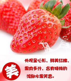 包邮 2盒武汉 武汉草莓 精选原生态甜草莓现摘现发顺丰