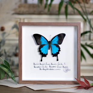 田园风格 森系摆件创意礼物 蝴蝶标本干花相框昆虫标本挂画简约欧式