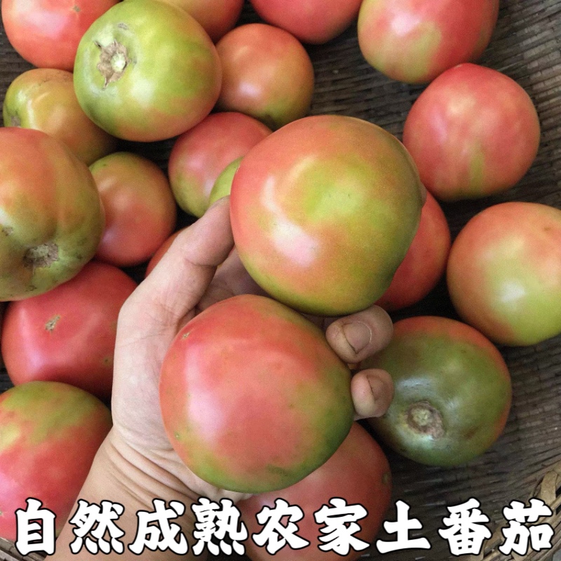 包邮 新鲜番茄沙瓤西红柿农家露天自然成熟生吃水果番茄红番茄