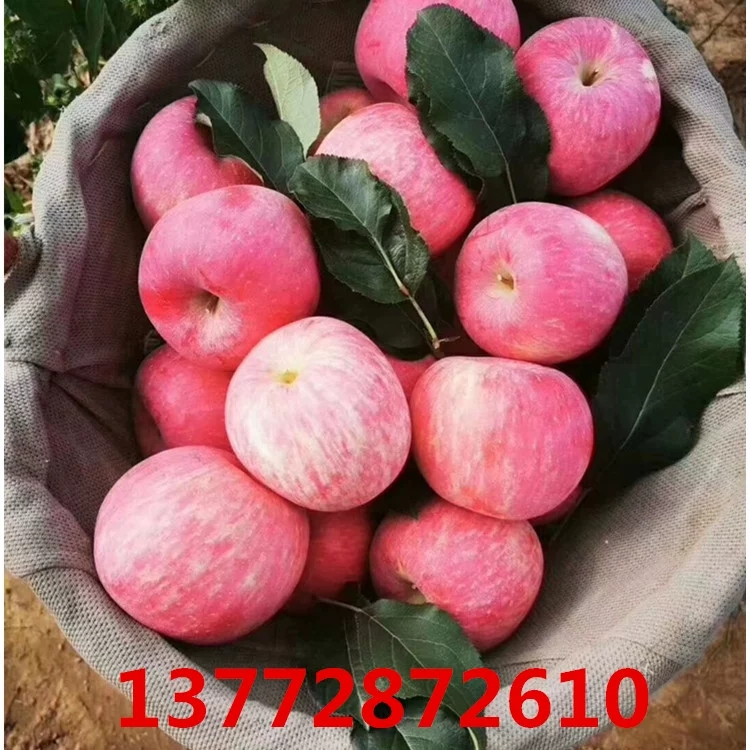 农家自产正宗洛川红富士苹果特大果 果新鲜脆甜果农直发圣诞果